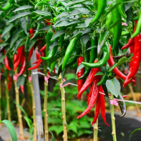 Chilly Plants