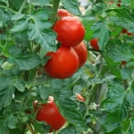 Garden Ready Vegetable Plants - Tomoto