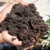 Vermicompost 25kg