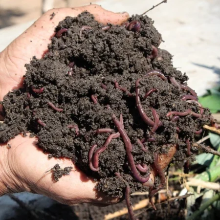 Vermicompost 25kg