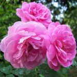 Damascus Rose, Scented Rose