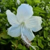 Hibiscus White plant