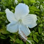 Hibiscus White plant