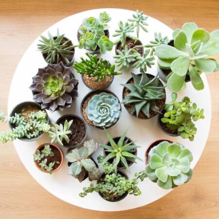 Mini Succulent Garden Pack